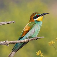 Portrait of a Bee-Eater
