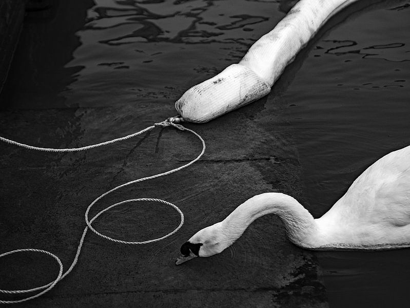 Anmutiger Schwan von Marcella van Tol