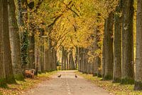 traversée des canards