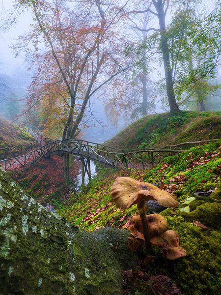 Champignon dans le parc par Thijs Friederich