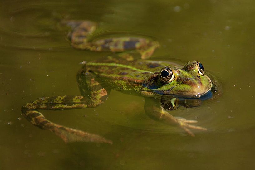 Kikker von Henri Laureijsen