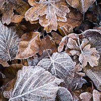Frost in leaves
