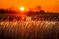 The rising sun sets fire to the cane plumes