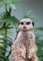 Suricate