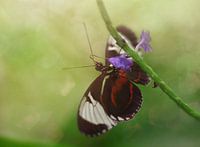 Papillon sur fleur violette