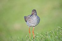 Courlis corlieu dans l'herbe