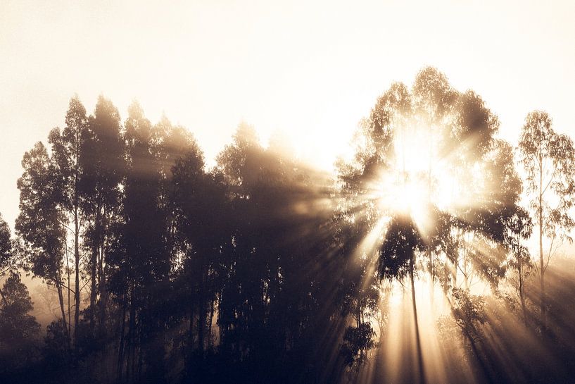 Lever de soleil derrière les eucalyptus par Shanti Hesse