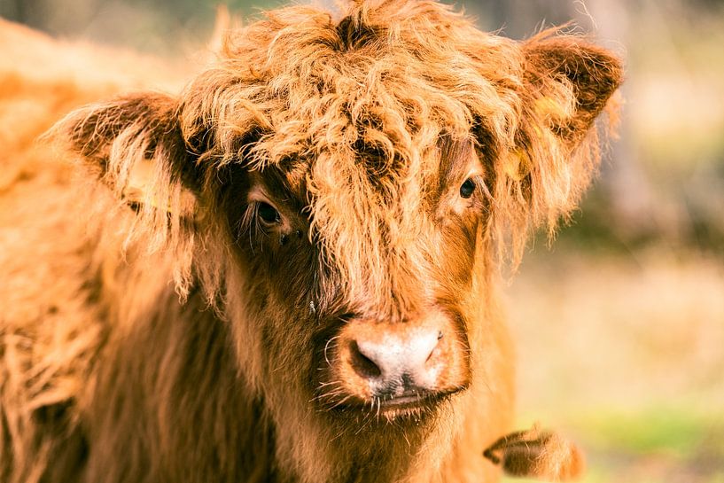 Veau de vache écossaise Highland dans une réserve naturelle par Sjoerd van der Wal Photographie