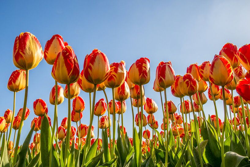 Bereich der Tulpen von mike van schoonderwalt