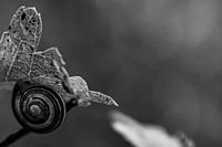 Snail on leaf