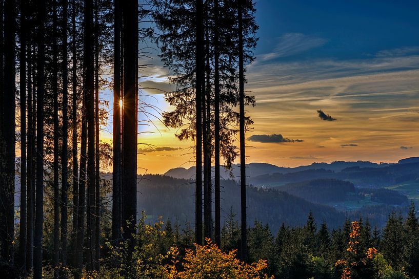 Forest at sunset by Jürgen Wiesler