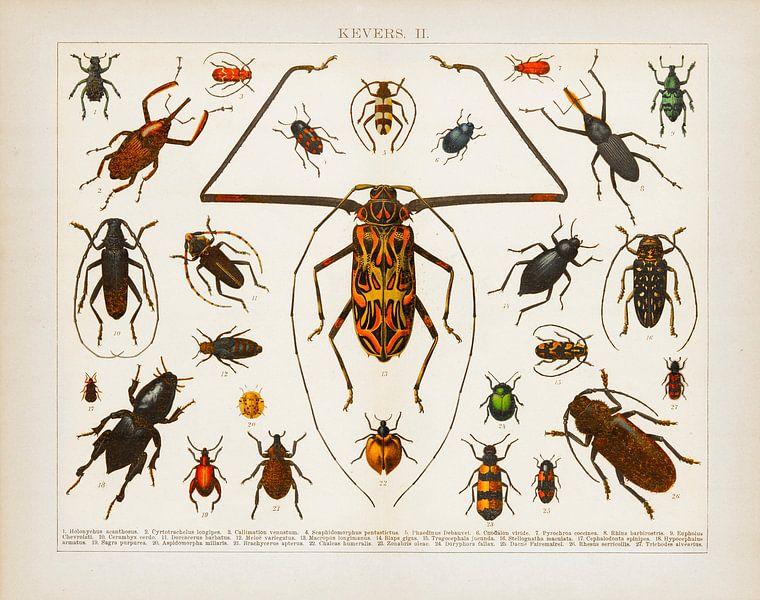 Antique colour lithograph Beetles II by Studio Wunderkammer
