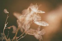 Hortensien tanzen im Wind.