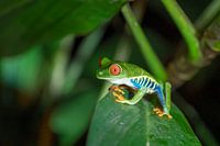 Tree Frog