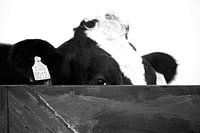 Kuh blickt über den Zaun