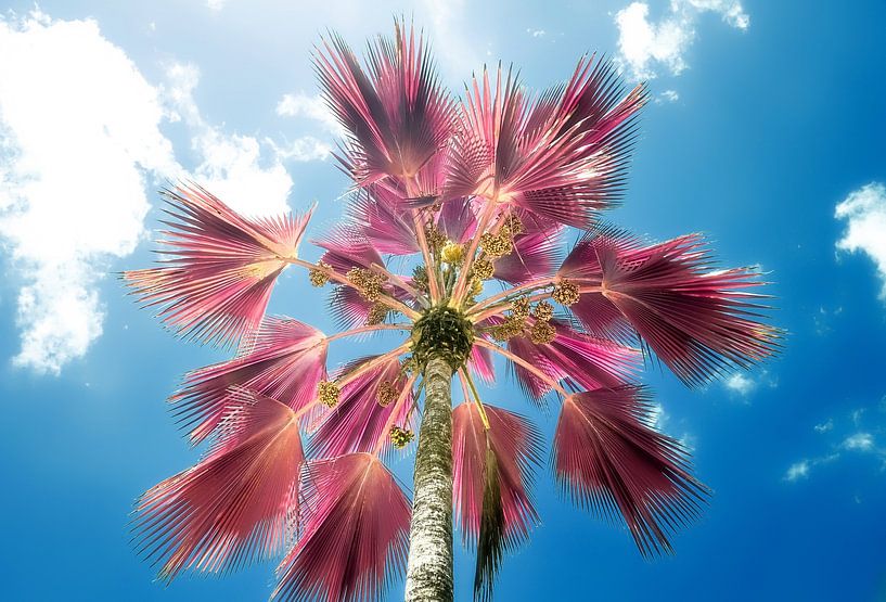 Infrared photo in pink color of palm trees on tropical beach by MPfoto71