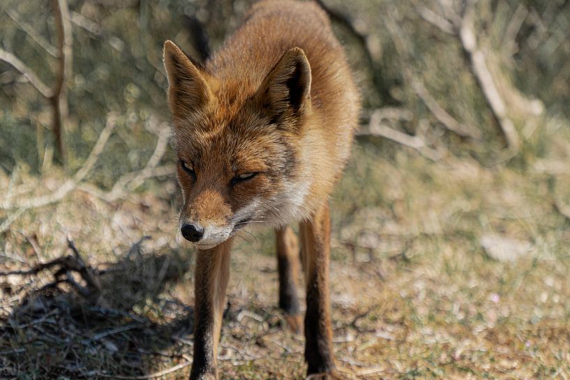 Renard sauvage dans les dunes de l'approvisionnement en eau d'Amsterdam par HappyTravelSpots