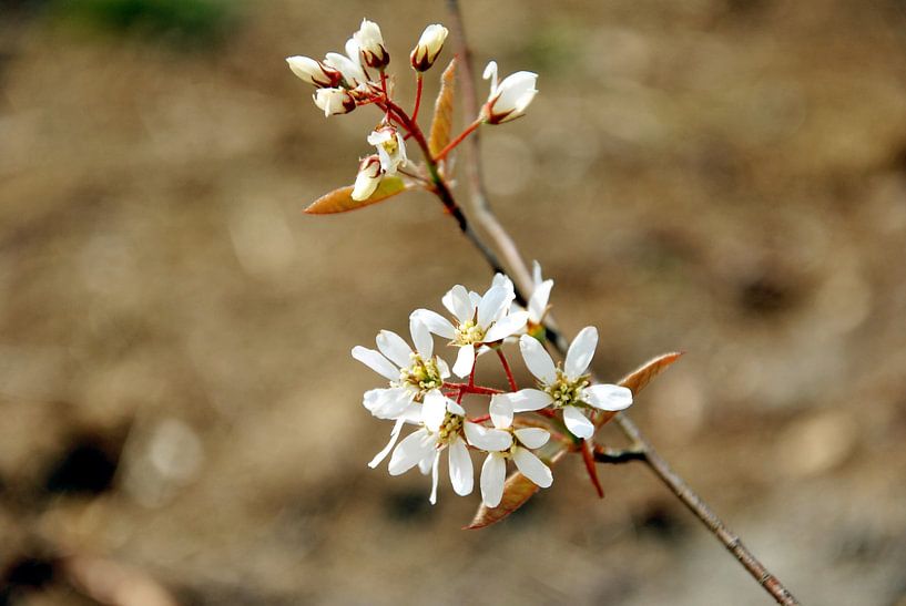 Blüte Nahaufnahme von M de Vos