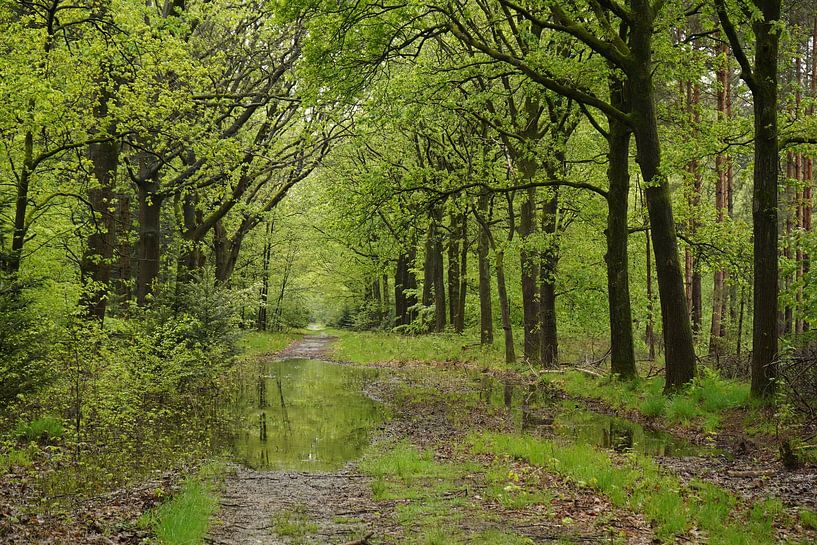 Stiphout-Wälder von Madeltijntje