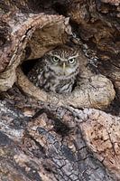 Little owl looking up out of tree cavity