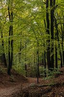 Automne dans la forêt