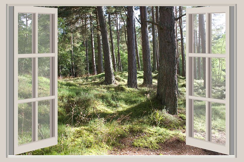 Forrest view van Co Seijn