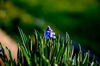 Druifhyacint / Muscari planten