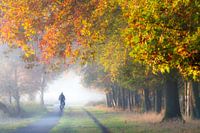 Cyclisme dans une forêt colorée