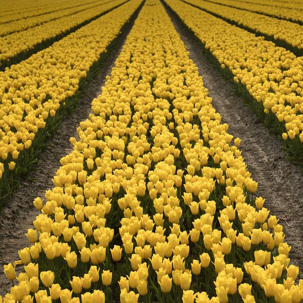 Yellow Tulips 3 par Arjan Benders