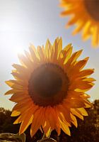 Sonnen-untergangs-blumen