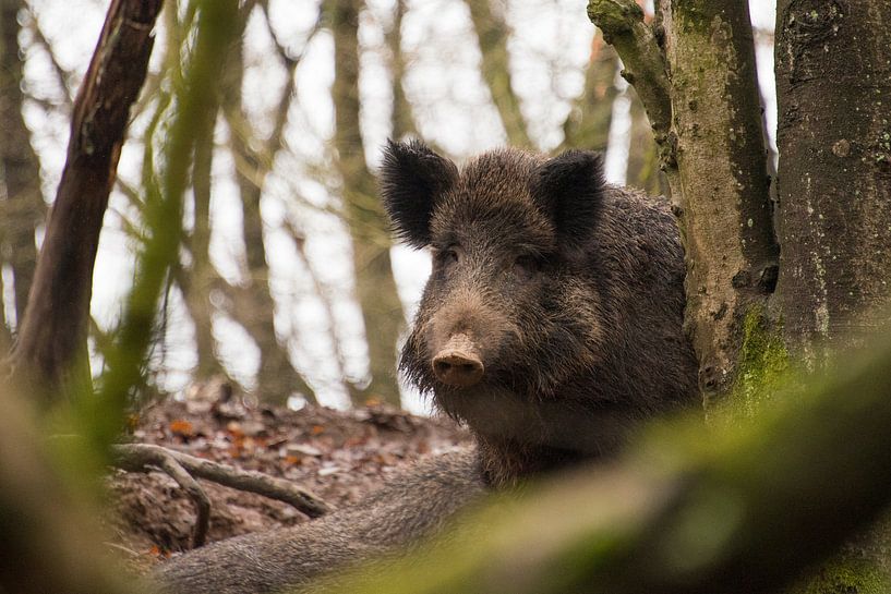 &quot;Kiekeboe&quot; by Saskia Annerie