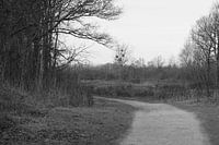 Zone forestière dans les dunes en automne (noir et blanc)