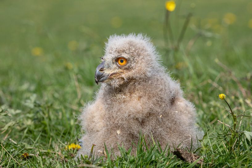 Siberian eagle owl chick. by Tanja van Beuningen
