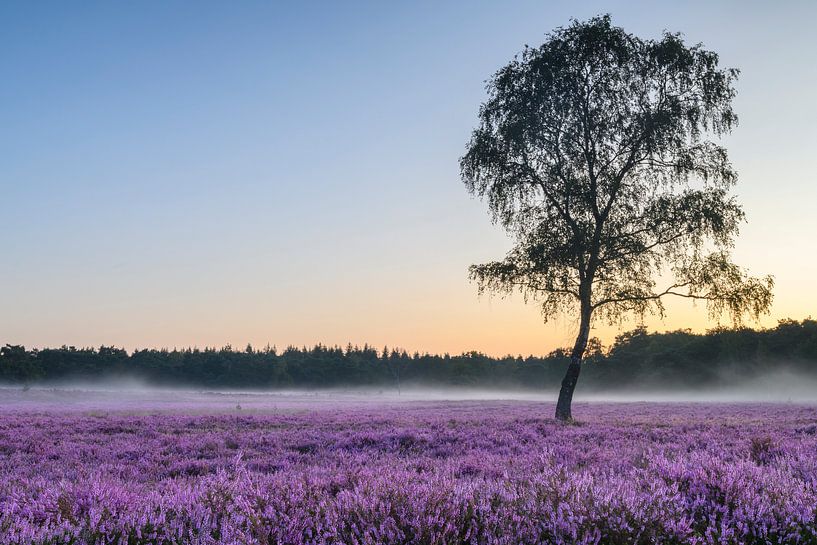 Lever du soleil sur la bruyère fleurie de la réserve naturelle de Veluwe pendant l'été par Sjoerd van der Wal Photographie