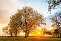 Sunset in the spring between the blossoms