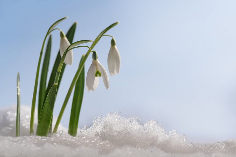 Les perce-neige (Galanthus nivalis) fleurissent pour la première fois au printemps, poussant sur la  par Maren Winter