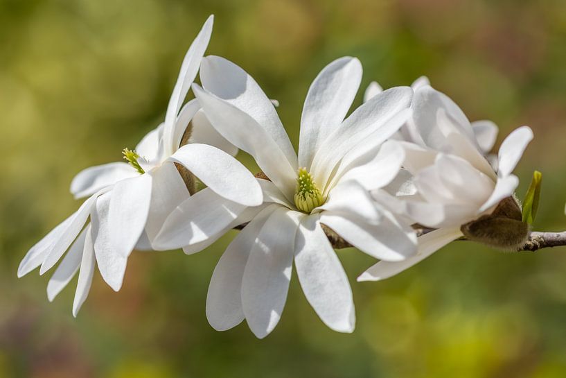 Stermagnolia en bokeh van John van de Gazelle fotografie