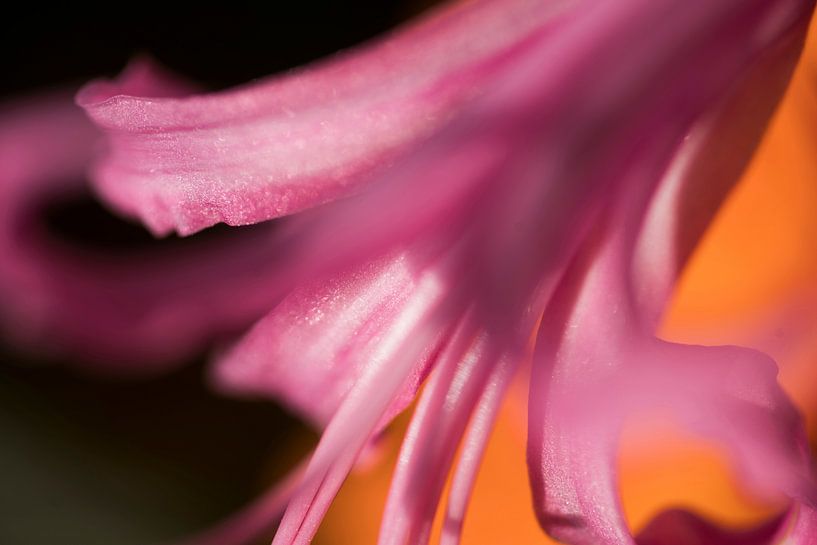 Lilie von Mario de Lijser