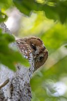 The silent sentinel of the forest - the tawny owl