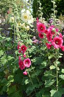 Hollyhocks