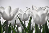 White tulips in backlight