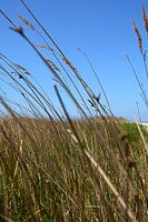 vegetation in the wind on the Kwade Hoek near Goedereede