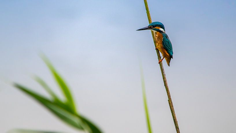 Eisvogel von Frederik lembreght