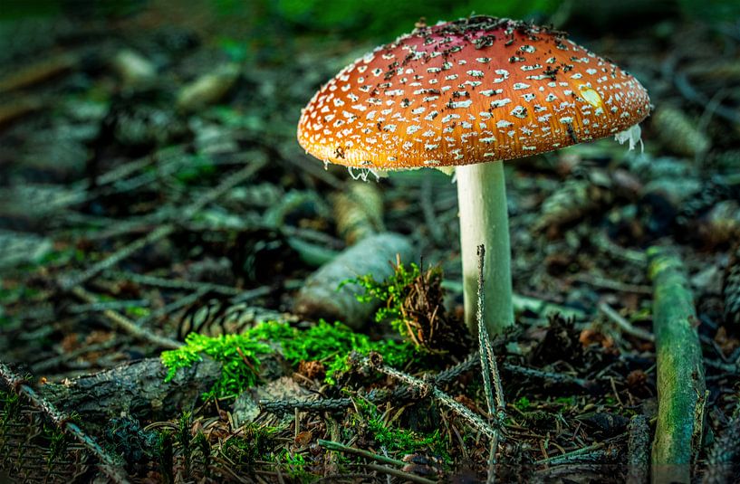 Unterwegs im Wald von Johnny Flash