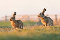 Natur | Hasen in der Nähe der Wiese