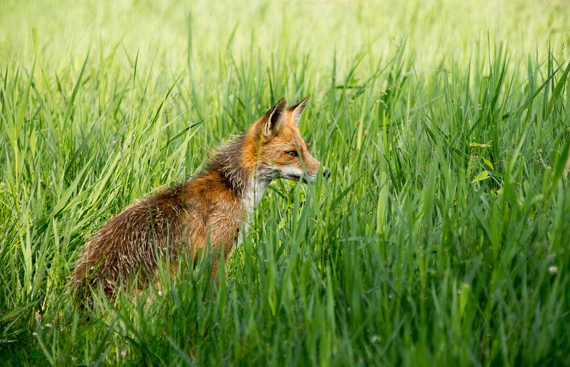 Vos . par Robert Moeliker
