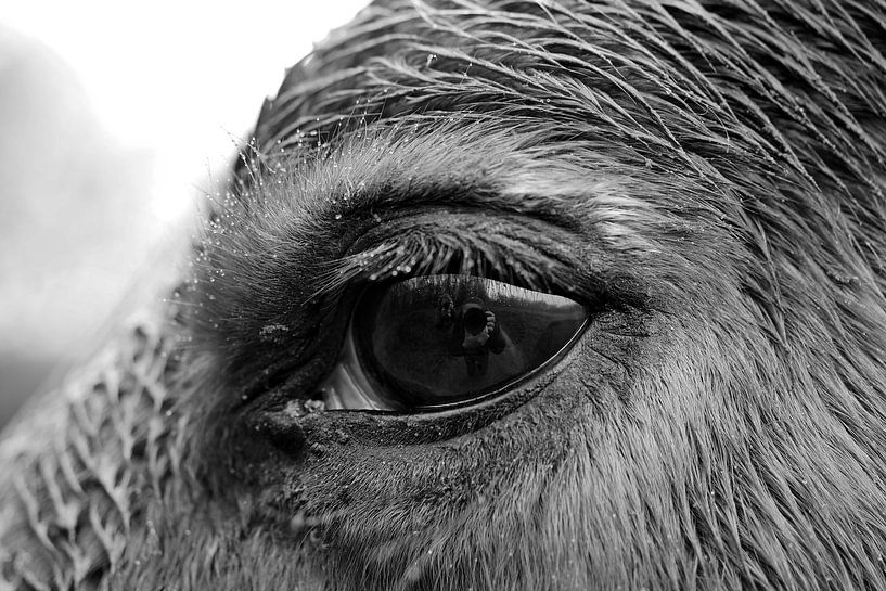 L'œil du cheval par Astrid Brouwers