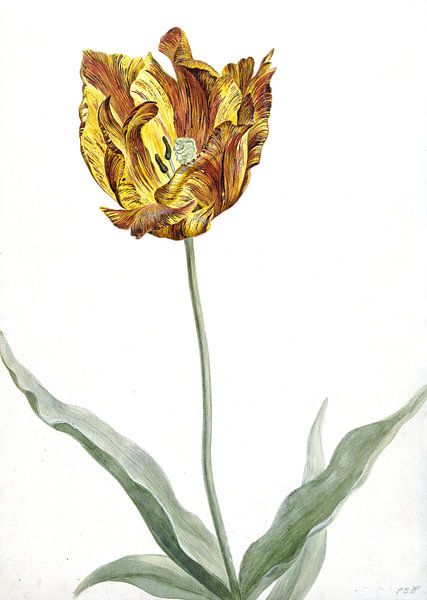Tulpe, anonymer Künstler um 1700 von Het Archief