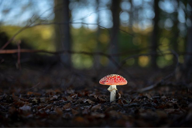 Een prachtige paddestoel by Rik Brussel