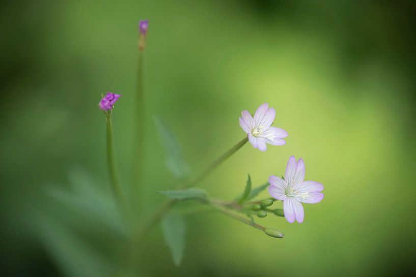 Purple Dream  par Tonko Oosterink